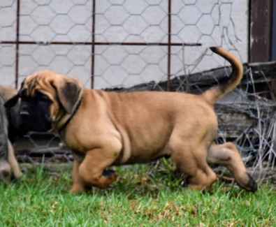 Gumtree store cane corso