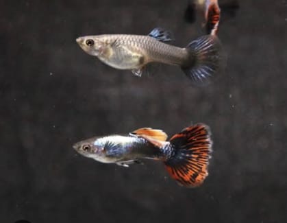 dumbo mosaic guppies for sale