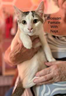 Blossom Perth Animal Rescue Inc