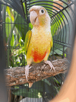 Green Cheek Pineapple Conure with travel cage