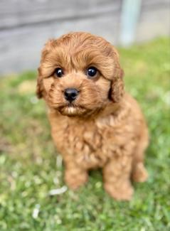 Toy cavoodle gumtree hotsell