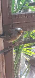 Bird - Goldfinch/Canary Mule