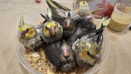 Cockatiels for best sale sale gumtree