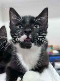 Pugsley rescue kitten SK6313 vetted-Joining Petcity Rockingham
