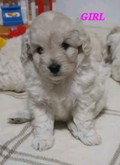 gumtree miniature poodle