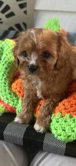 F1 cavoodle Puppies