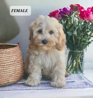 Gumtree 2024 toy cavoodle