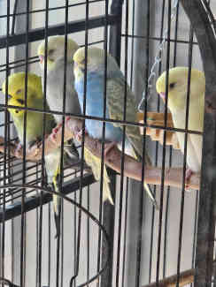 Budgies For Sale (Variety Colours)