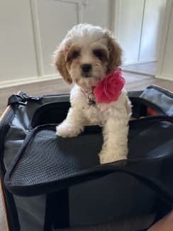 Gumtree 2024 toy cavoodle