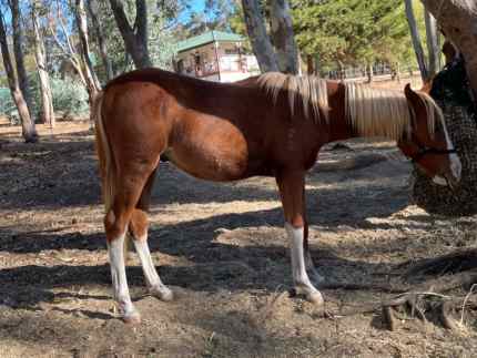 Arab Yearlings Available