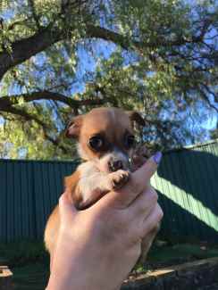 Gumtree orders chihuahua dogs for