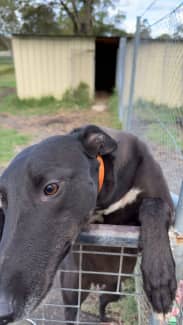 Gumtree greyhounds cheap for sale