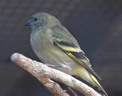 Yellow Siskins-Hens only