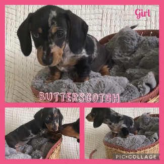 sausage dog for sale central coast