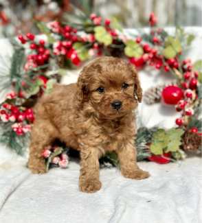 toy cavoodles for sale gold coast