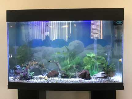 2ft fish tank with cabinet