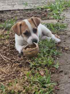 Gumtree jack hot sale russell puppies