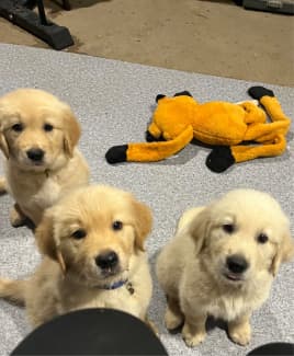 Golden retriever puppy gold hot sale coast