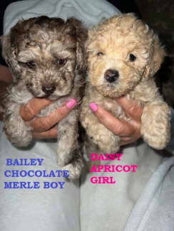 Silver toy poodle outlet puppy