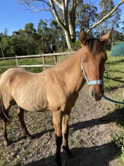 buckskin horse for sale nsw