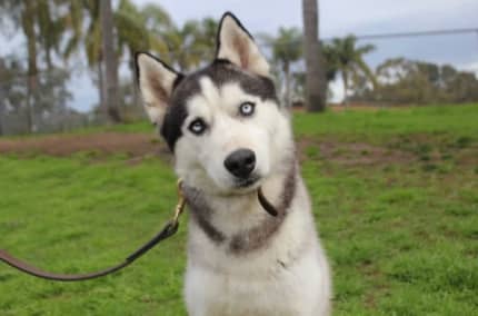 Husky for sale sales gumtree