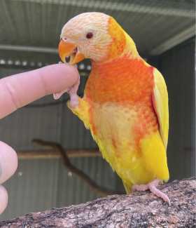 Lutino Red collared lorikeet hand raised extremely quiet baby bird