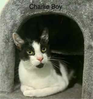 Charlie Boy - Perth Animal Rescue Inc vet work cat/kitten
