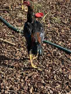 Chicken Shamo aseel asil silkie hen rooster game bird