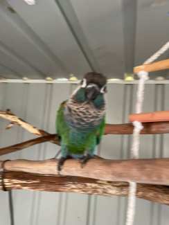 Blue Partridge Brahma Boy, Other Pets, Gumtree Australia Port Macquarie  City - Beechwood