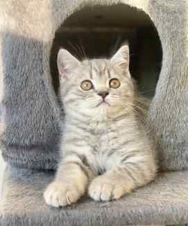Purebred British shorthair kittens