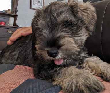 Gumtree miniature hot sale schnauzer