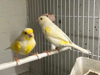 canaries for sale perth