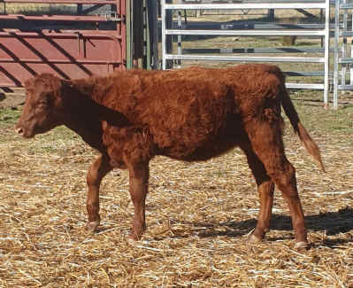 heifers calves 100% pure beef cattle