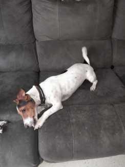 Fox terrier hot sale for sale gumtree