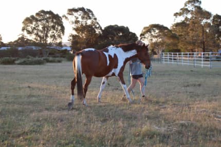 Quarter Horse Paint, Quiet 2yo gelding. $2000 Ono, Horses & Ponies, Gumtree Australia Tablelands - Millstream