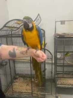 Baby Hand Tame Pet Birds Hand Reared Parrots