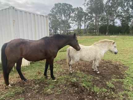 Horse & Shetland Pony to home