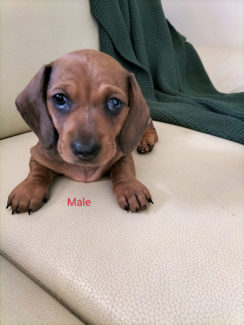 sausage dogs for sale on gumtree