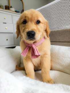 Golden retriever puppy store gumtree