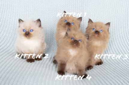 Mink and Traditional Ragdoll Kittens