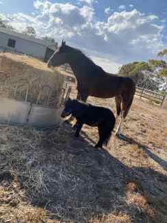 Clydie cross stock horse  filly