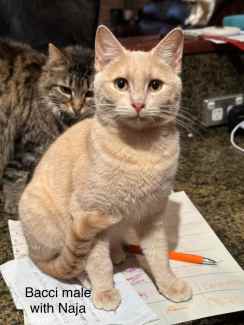 Bacci - Perth Animal Rescue inc vet work cat/kitten
