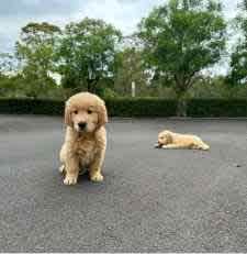 Golden Retriever Puppies (DNA CLEAR) Ready Now!