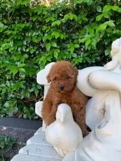 Toy poodles need a forever home 