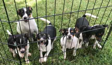 how much do tenterfield terrier puppies cost