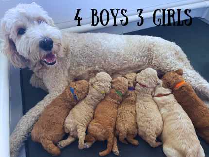 Goldendoodle gumtree sales