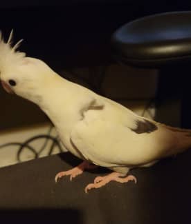 Cockatiel clearance cage gumtree