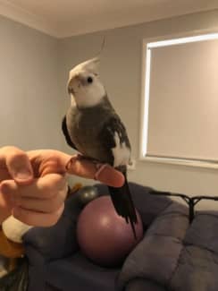 Cockatiel cage clearance gumtree