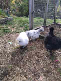 Silkies 3 to 4 months old