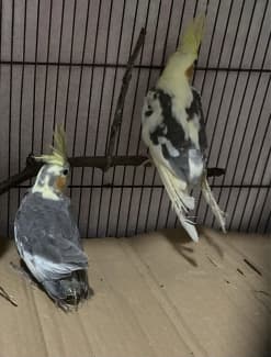 Cockatiel hotsell cage gumtree